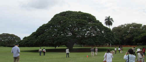IMG_0799s.jpg (40024 バイト)